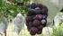Viticultores del Chaco ofrecerán 4 variedades de uva a Paraguay