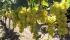 Saipina inicia la cosecha de uva, los viñedos se extienden en más de 200 hectáreas 