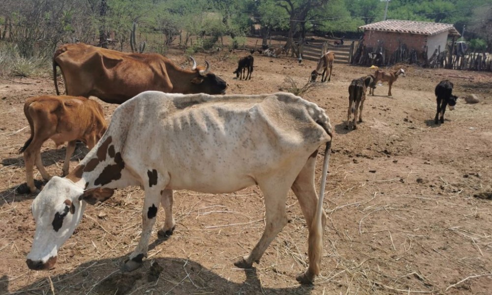 La sequía y los incendios provocan hoy una crítica situación en miles de  cultivos y ganado