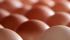 Brasil exportó 9,4 mil toneladas de huevo en 2022 y sus ingresos crecieron en 24,2%