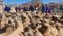 Gobierno potencia producción de ganado ovino Hampshire Down en Yunchará