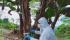 CAN: precaución con la plaga del Fusarium FOC R4T que ataca a las plantaciones de banano
